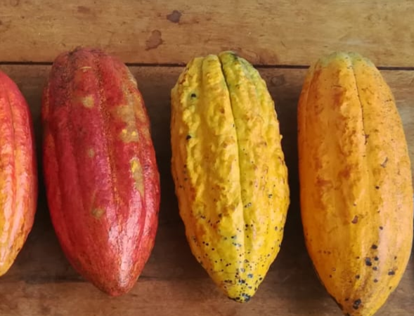 cut cocoa bean