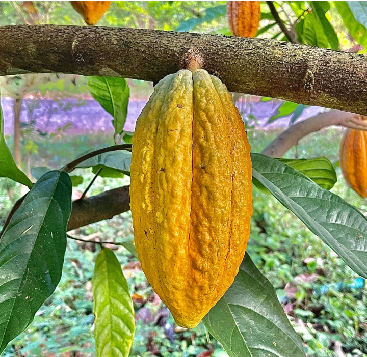 cocoa bean hanging