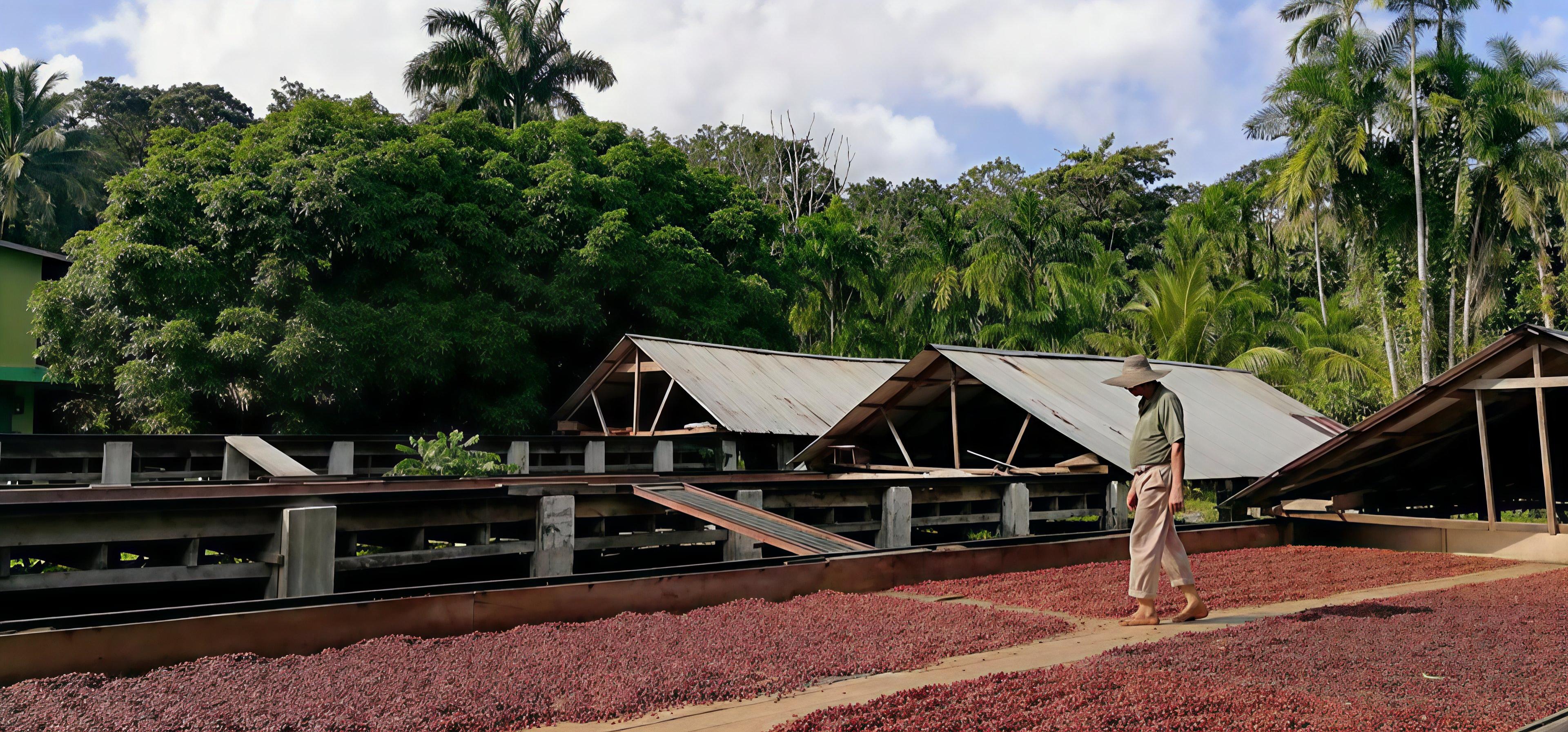 cocoa beans in hand
