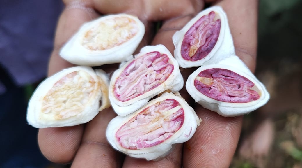 Cut pods