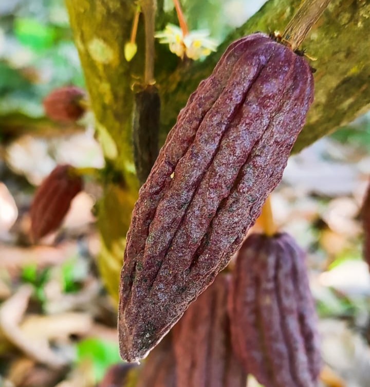 red cocoa hanging